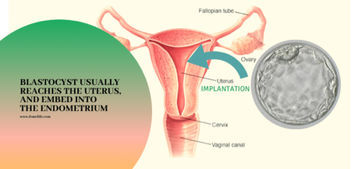 Blastocyst Culture