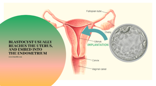 Blastocyst Culture