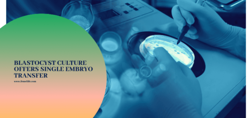 embryo freezing