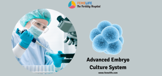 embryo culture