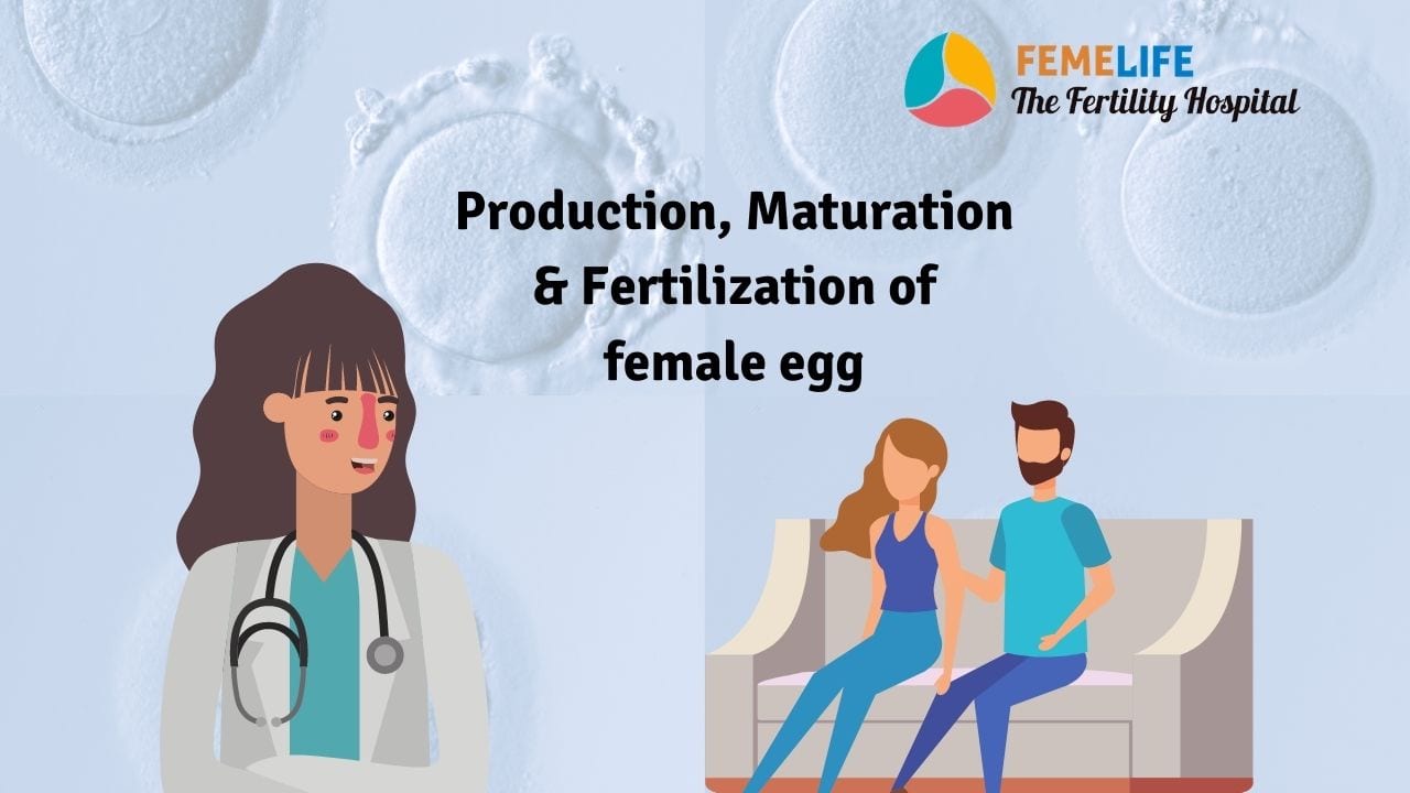 Female Egg